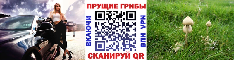 Галлюциногенные грибы мицелий Славск